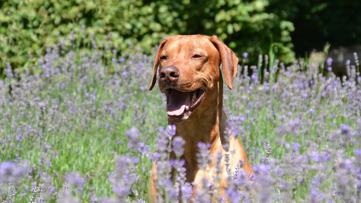 Lavender and Dogs: Diffusers, Oils, and Skin Exposure