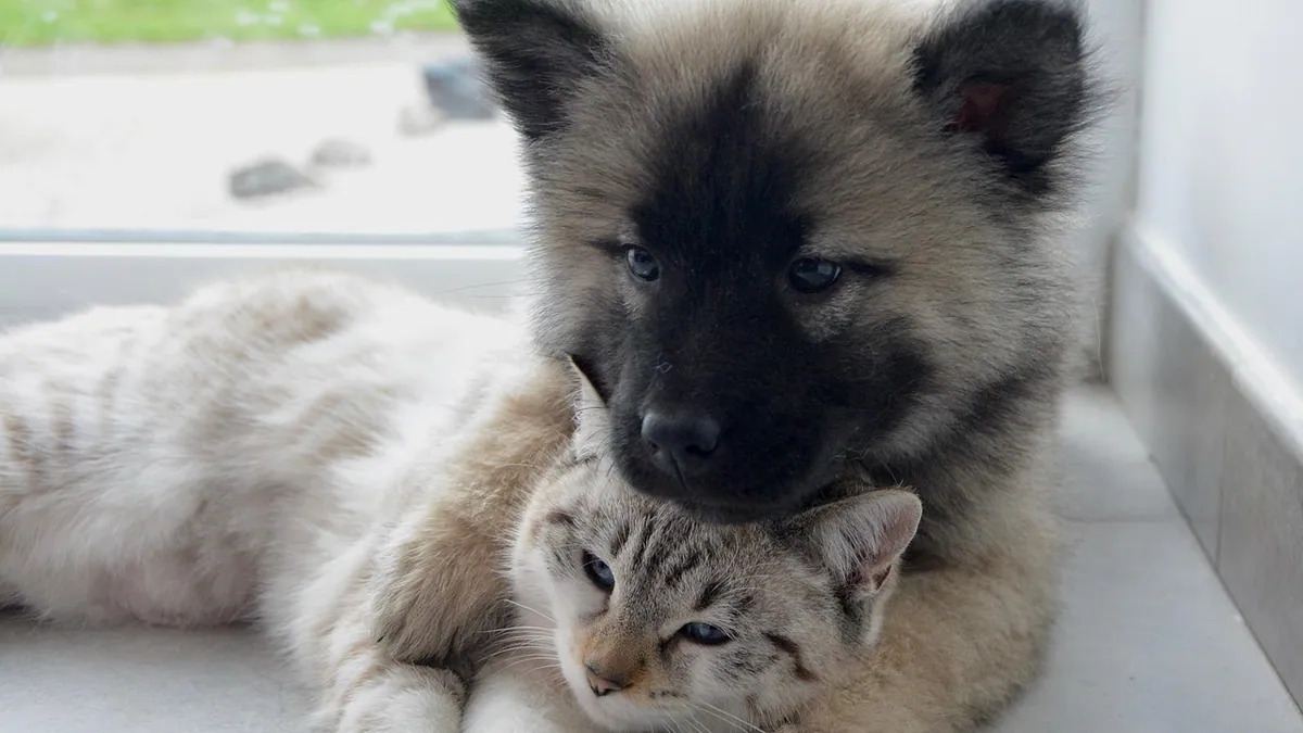 Is Lavender Toxic to Dogs and Cats? What Vets Know