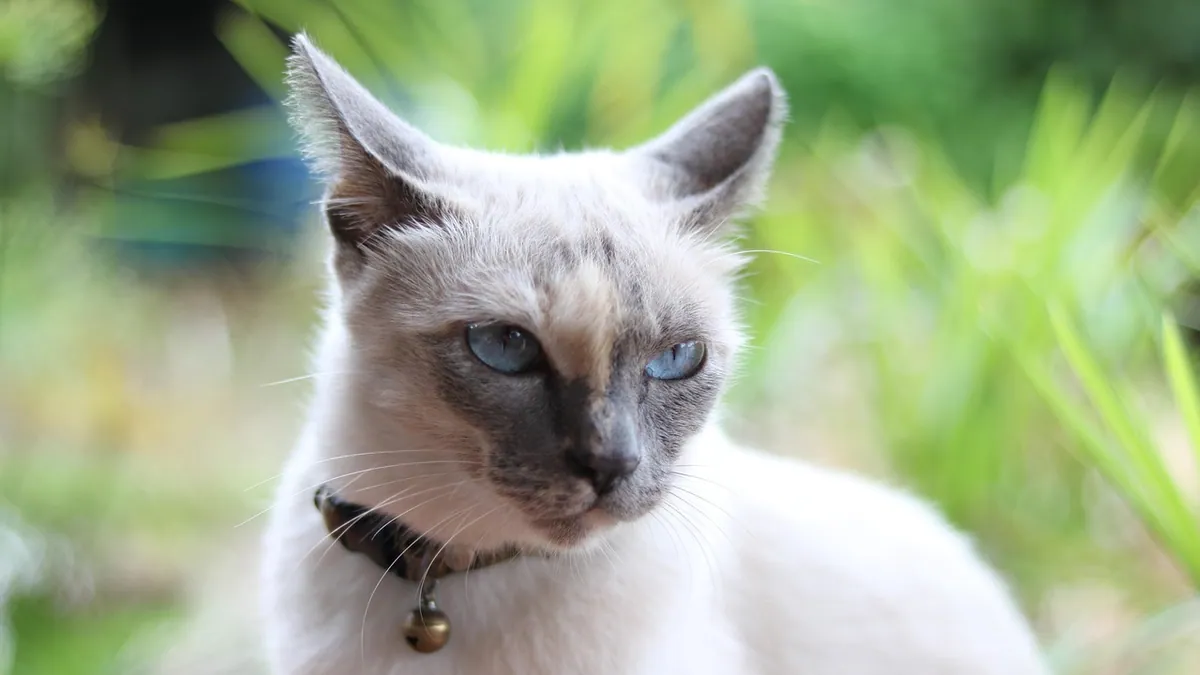 Are Lemon and Lemongrass Oils Toxic to Cats?