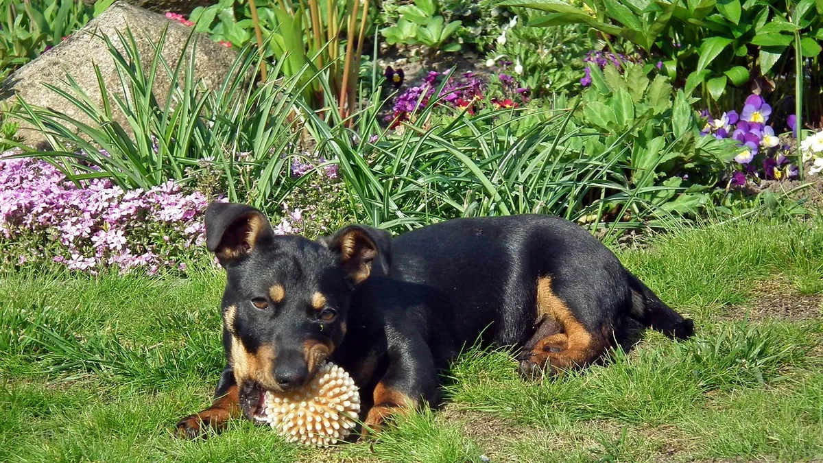 Is Lenten Rose Toxic to Dogs? Hellebore Risks