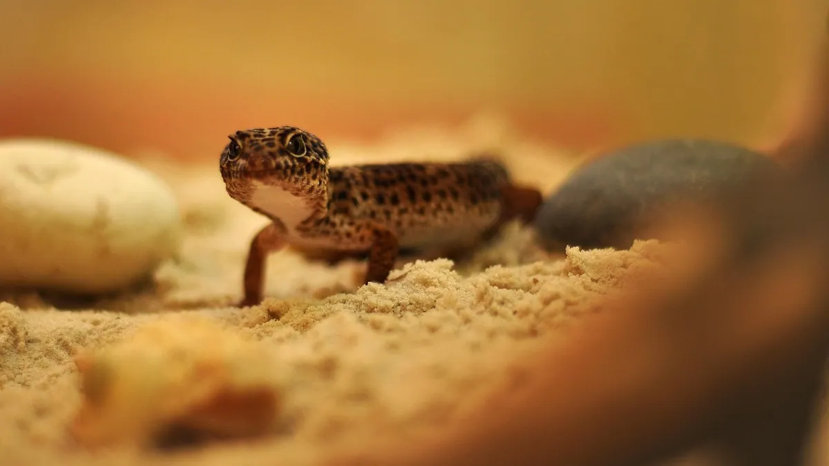 Why Is My Leopard Gecko Biting or Licking Me?