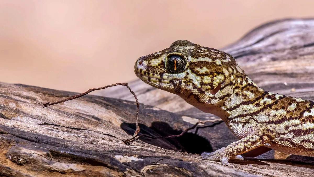Why Is My Leopard Gecko Breathing Fast? Normal vs Worrying