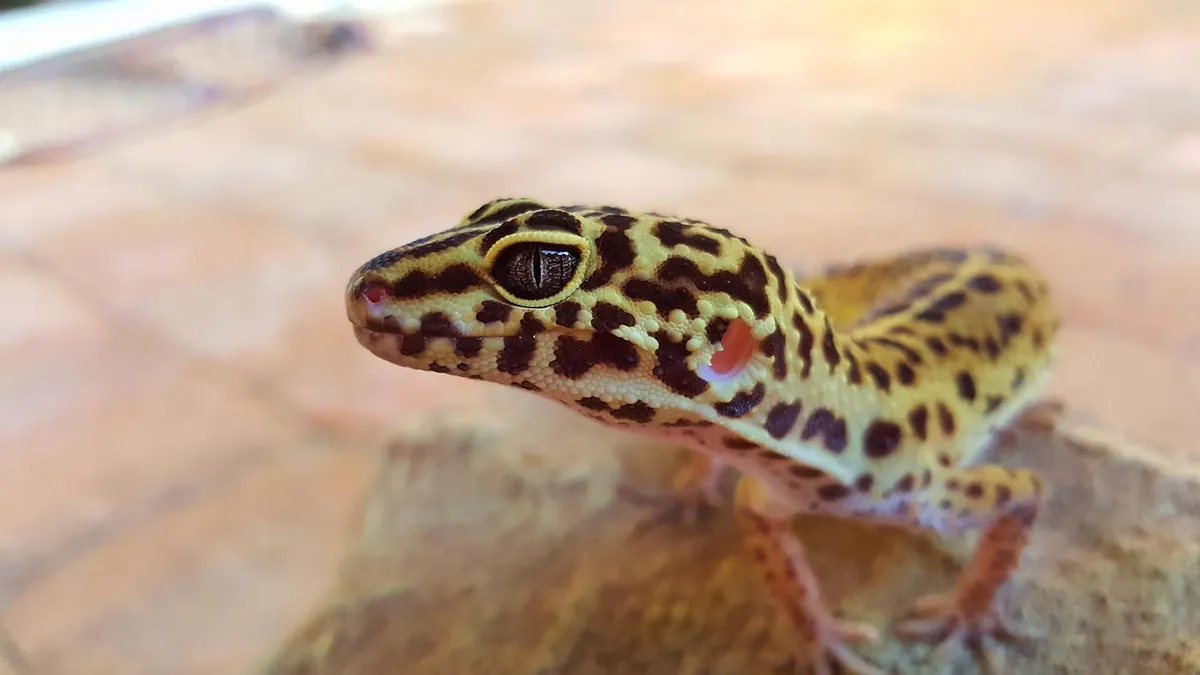Do Leopard Geckos Climb? Climbing Behavior Explained
