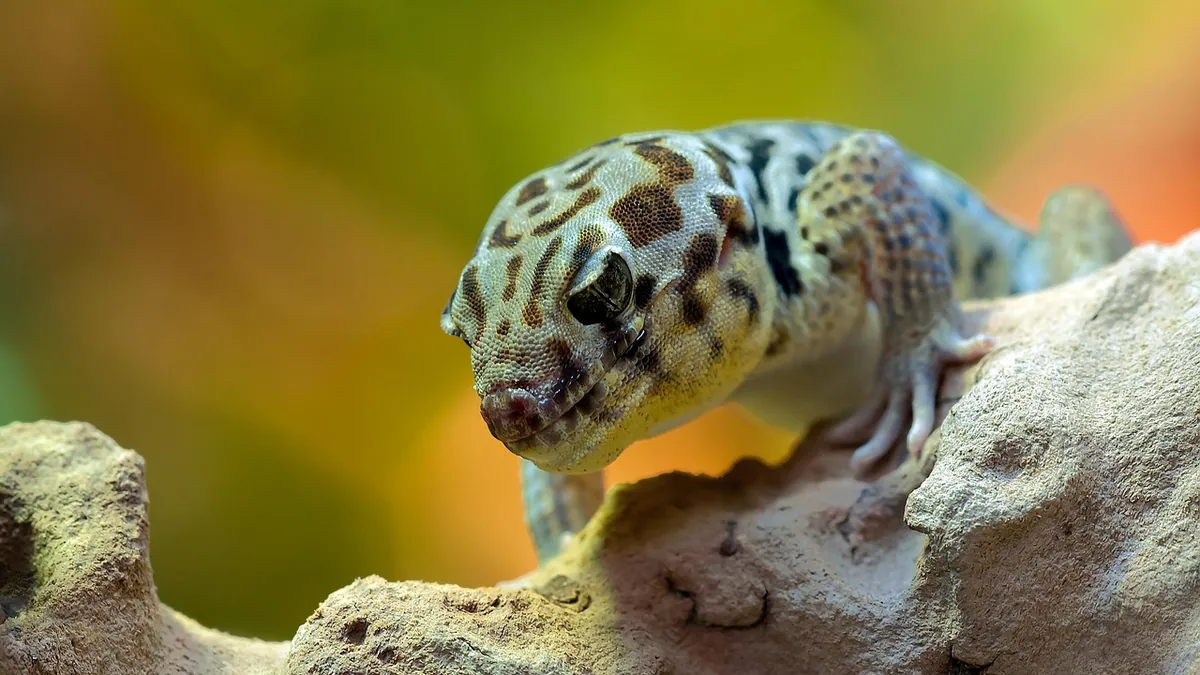 Why Is My Leopard Gecko Climbing the Glass? What It Means