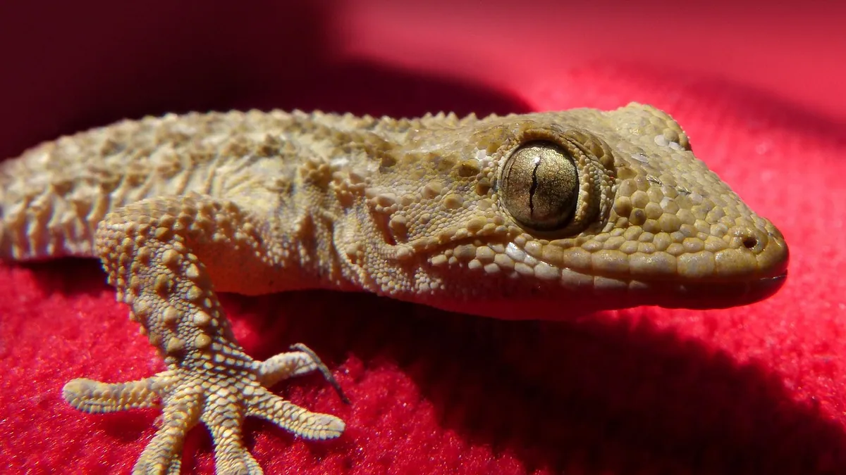 My Leopard Gecko Died: Common Causes Explained