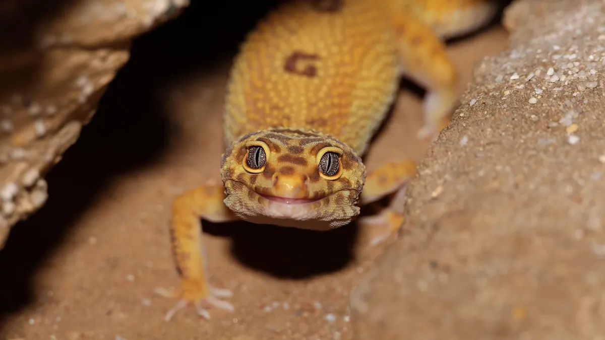 Why Is My Leopard Gecko Digging? Normal or a Problem?