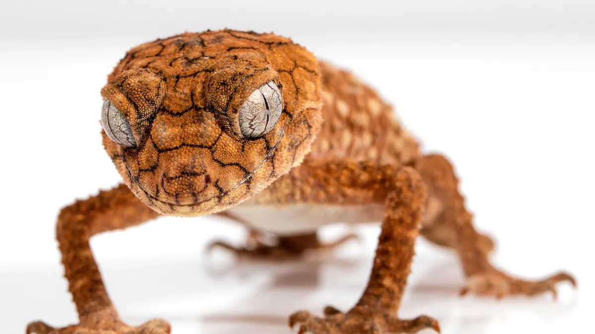 Do Leopard Geckos Drink Water? Hydration Signs