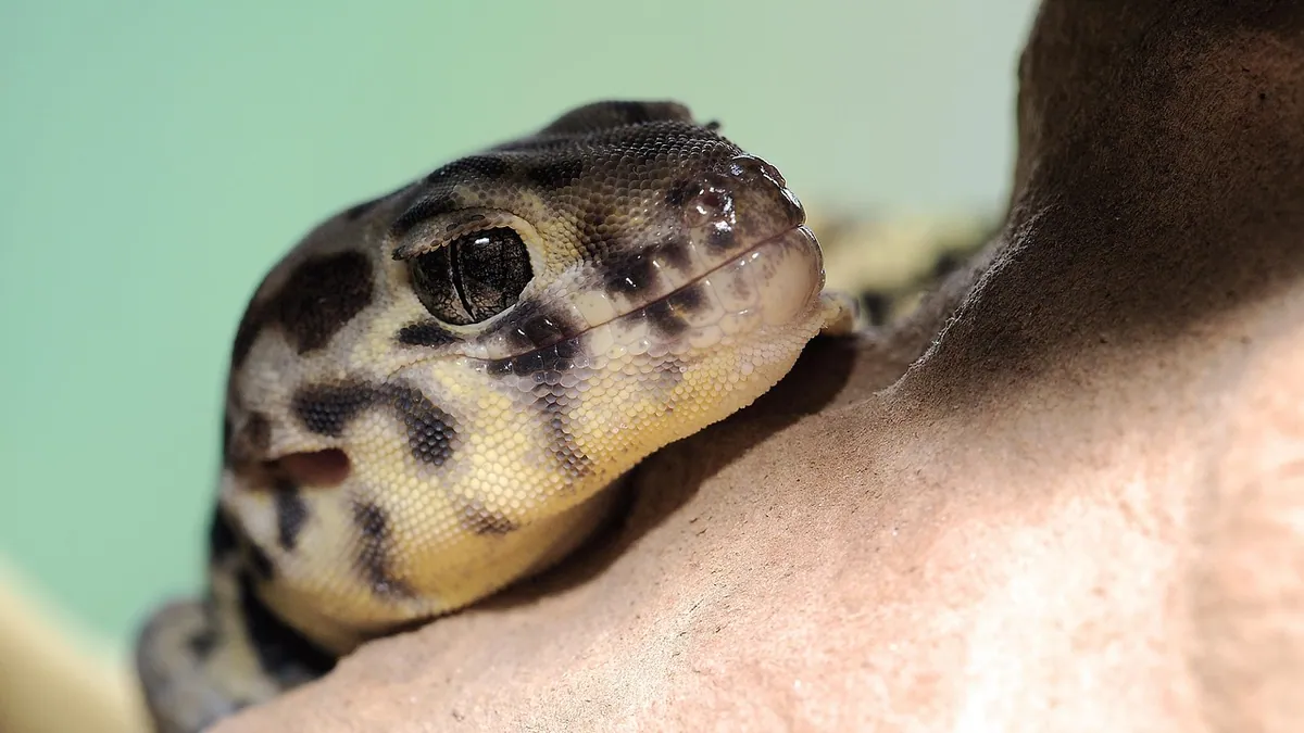 Leopard Gecko Enclosure Setup: Bioactive and Basic