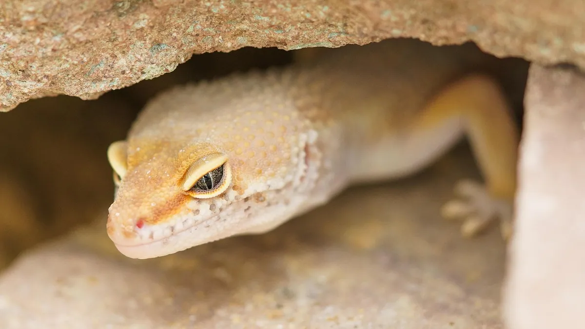 My Leopard Gecko Escaped: How to Find It Fast