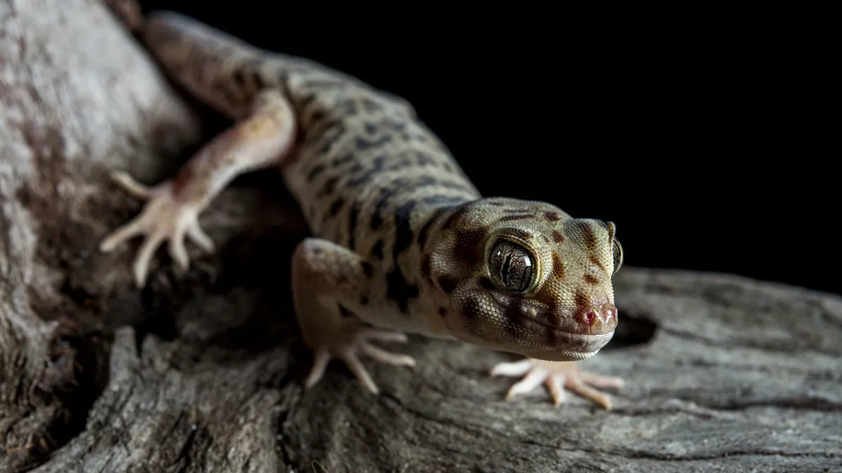 Why Does My Leopard Gecko Feel Cold?