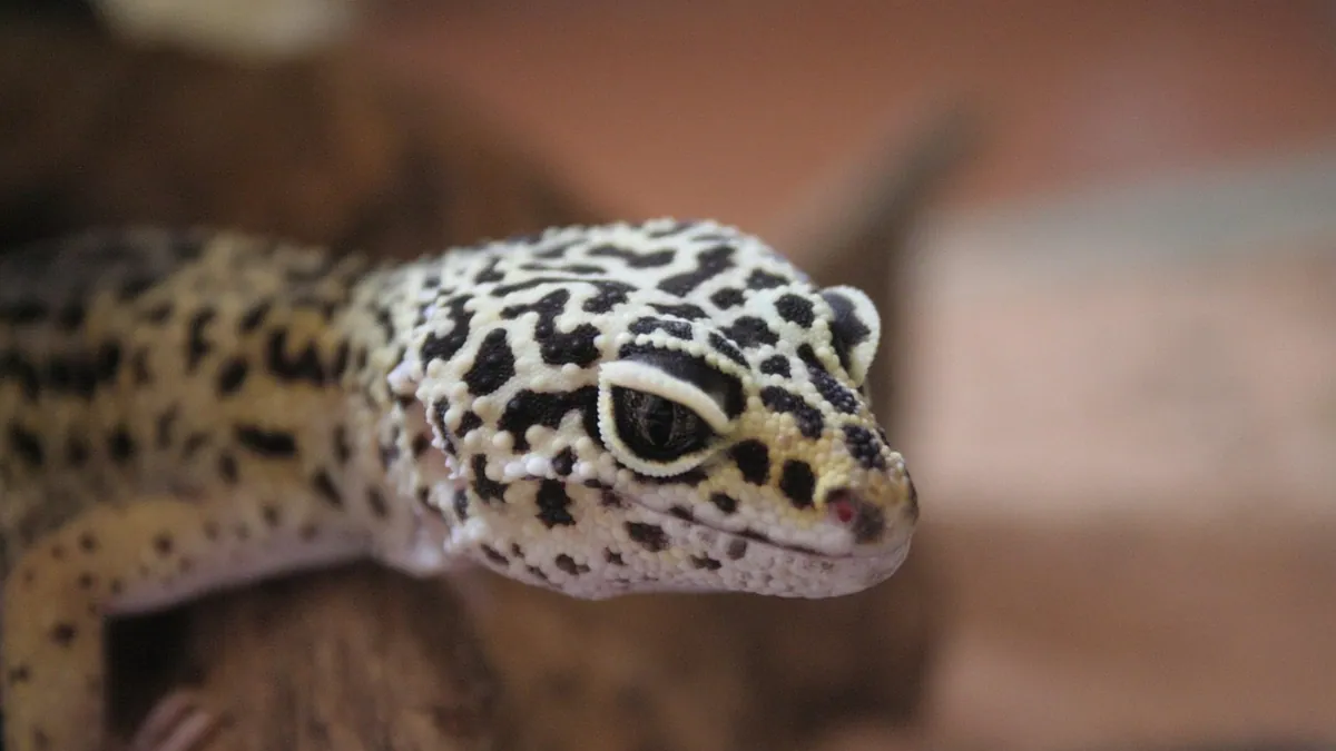 My Leopard Gecko Fell on the Floor: What to Do