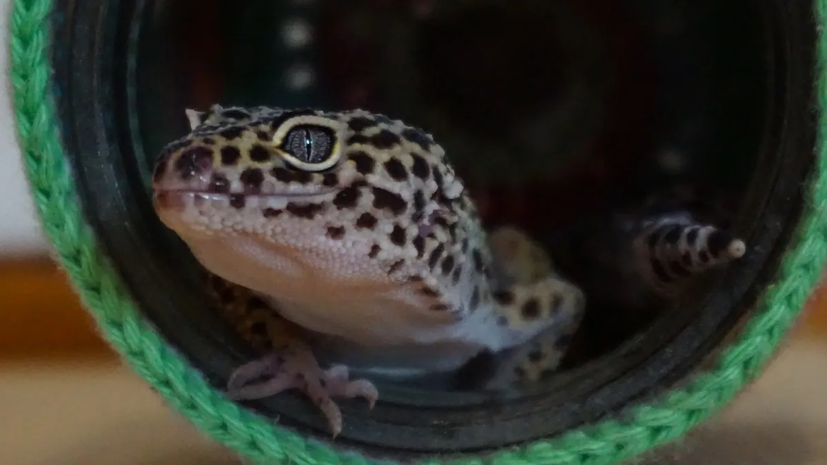 Why Is My Leopard Gecko Glass Surfing?