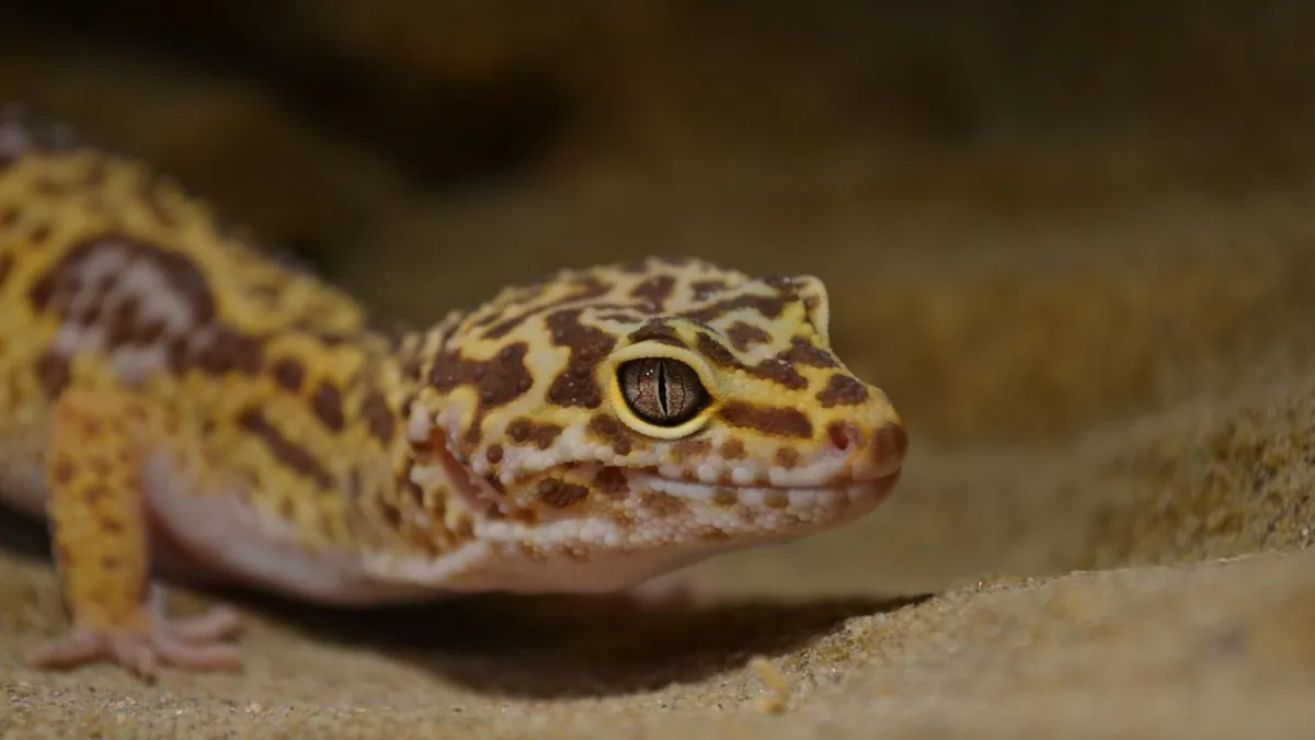 Do Leopard Geckos Make Good Pets? Pros and Cons