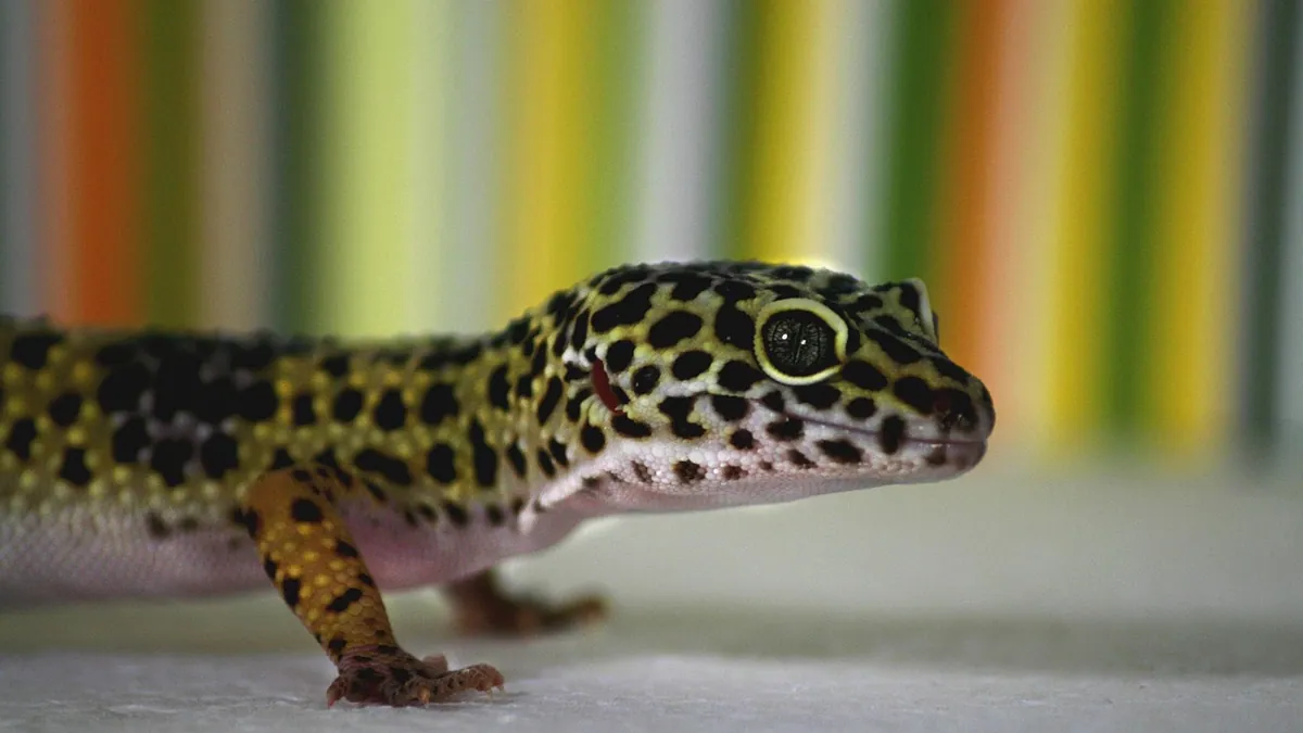 Leopard Gecko Growth and Weight Chart Explained