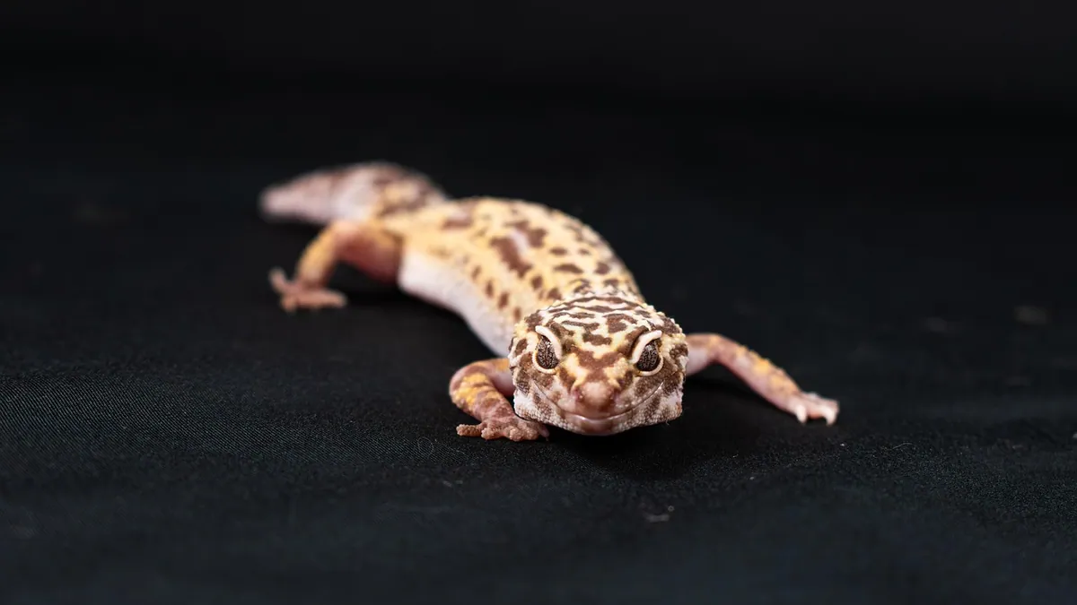 Do Leopard Geckos Like to Be Held? Handling Tips