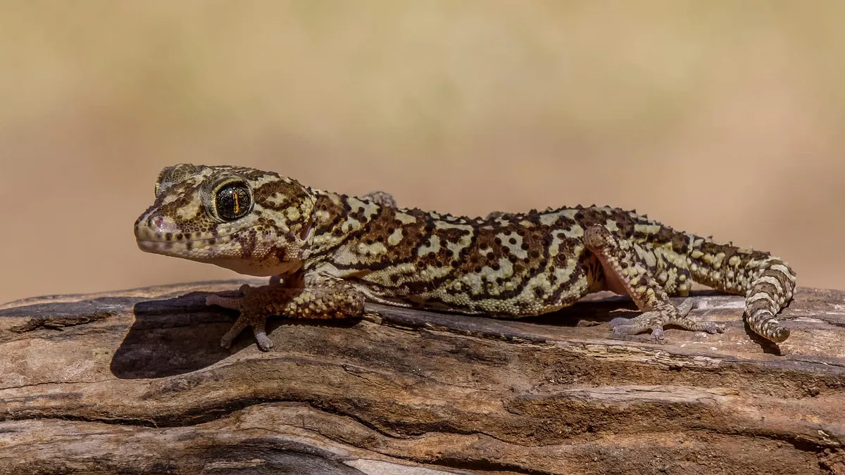 How to Tell If Your Leopard Gecko Has Eggs or Is About to Lay