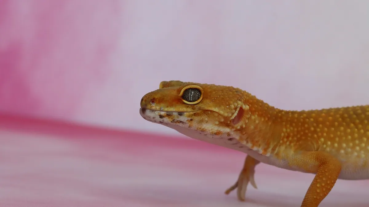 Leopard Gecko Lifespan: How Long Do They Live?