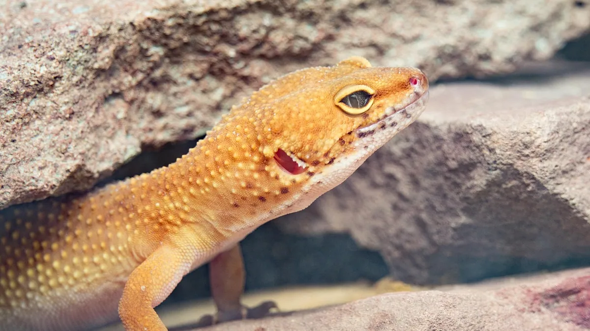 Why Is My Leopard Gecko Making Noise? Sounds