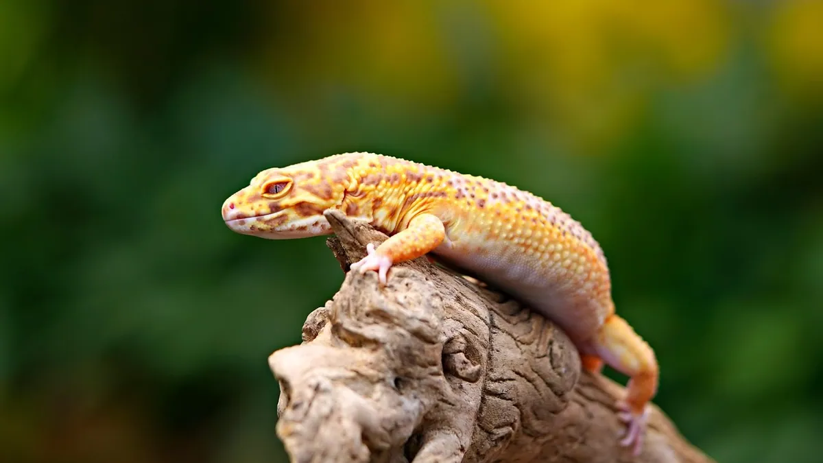 My Leopard Gecko Hasn't Eaten in a Month: What to Do