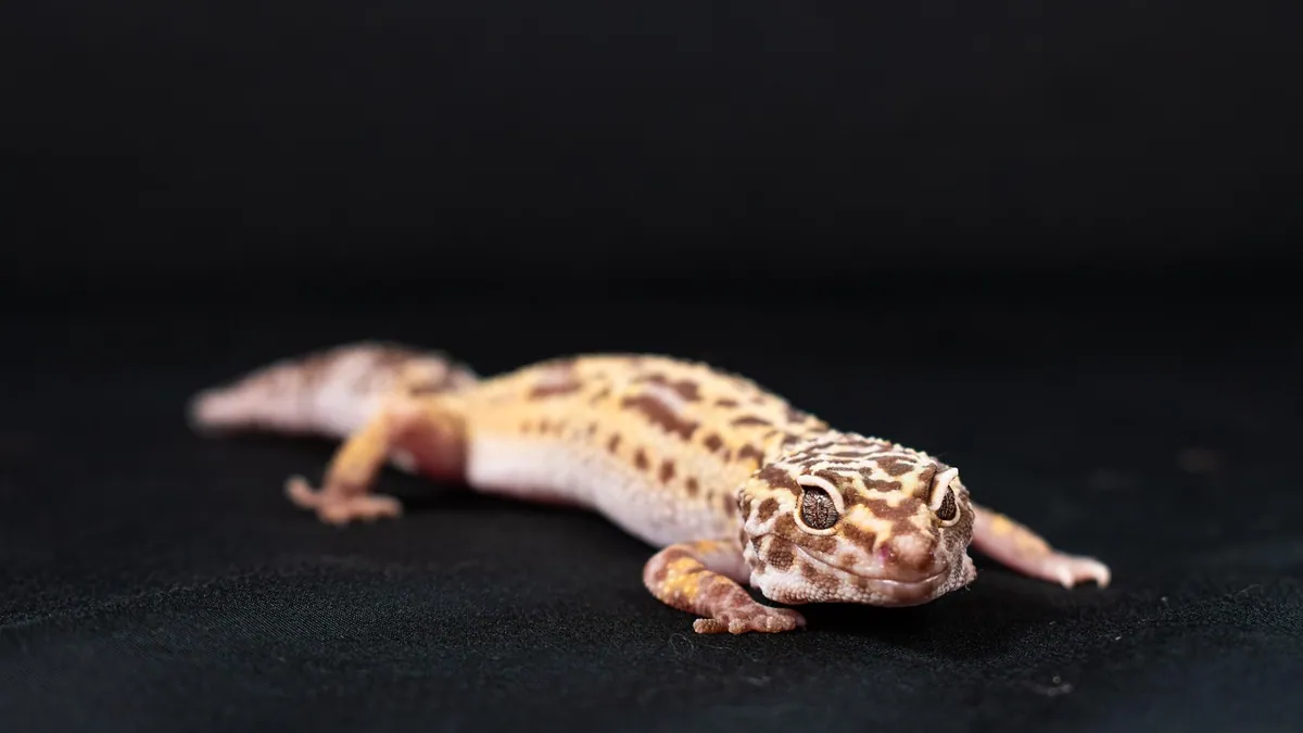 Why Is My Leopard Gecko Not Eating? Causes and Steps