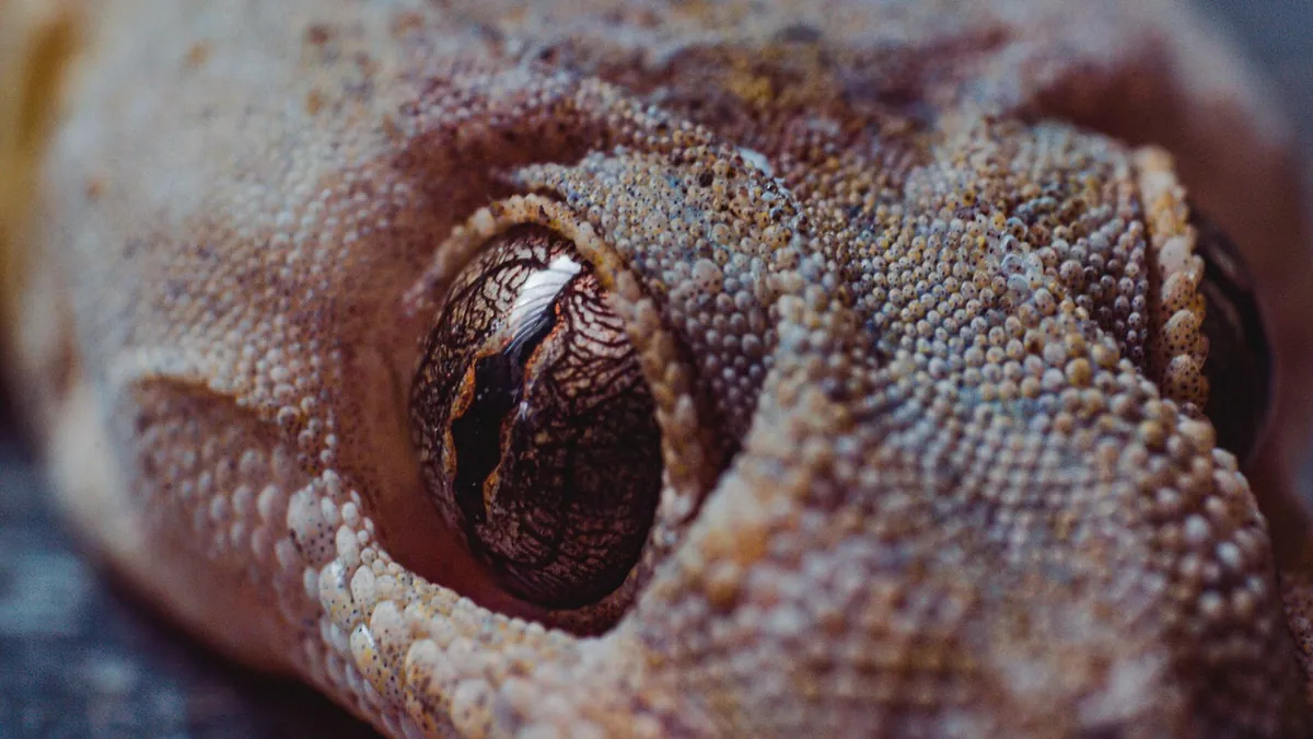 Why Is My Leopard Gecko Pale but Not Shedding?