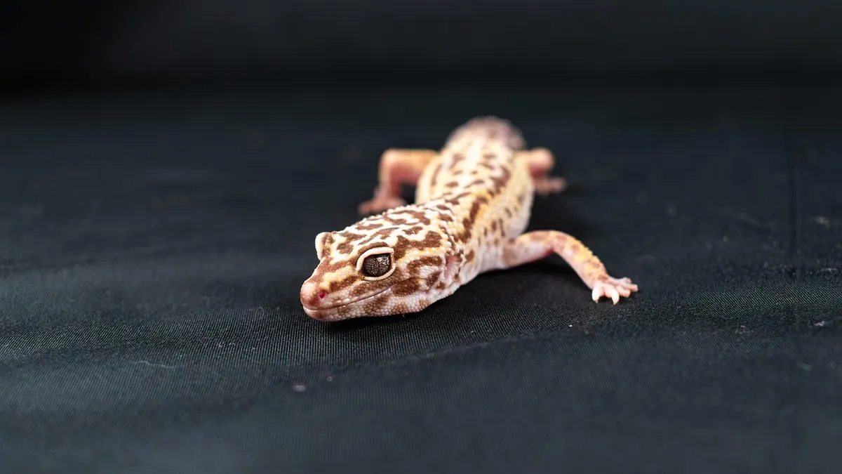 Leopard Gecko Poop: What's Normal and What's Not