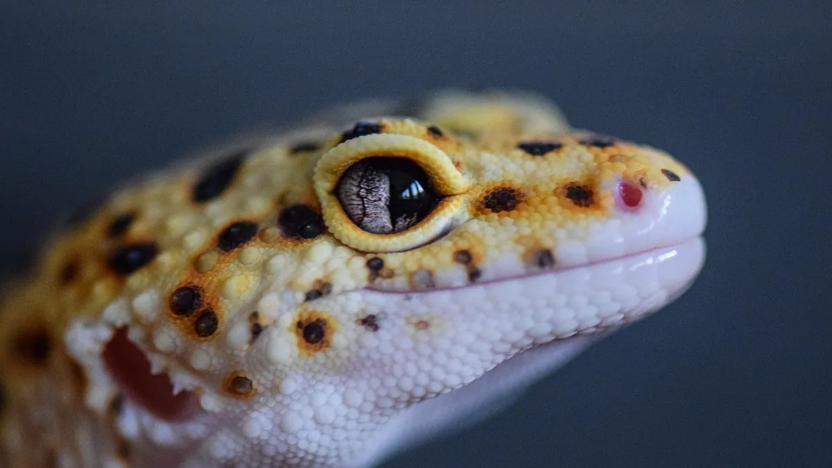 Do Leopard Geckos Recognize Their Owners? What Science Says
