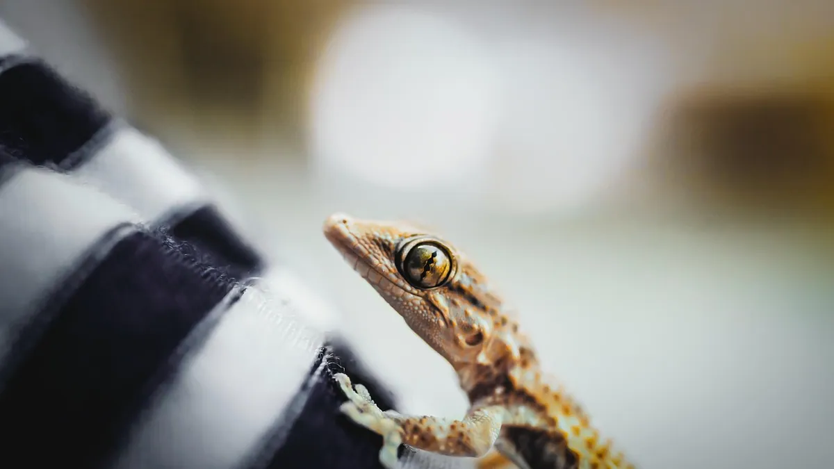 Best Leopard Gecko Substrate: Safe Options and Risks