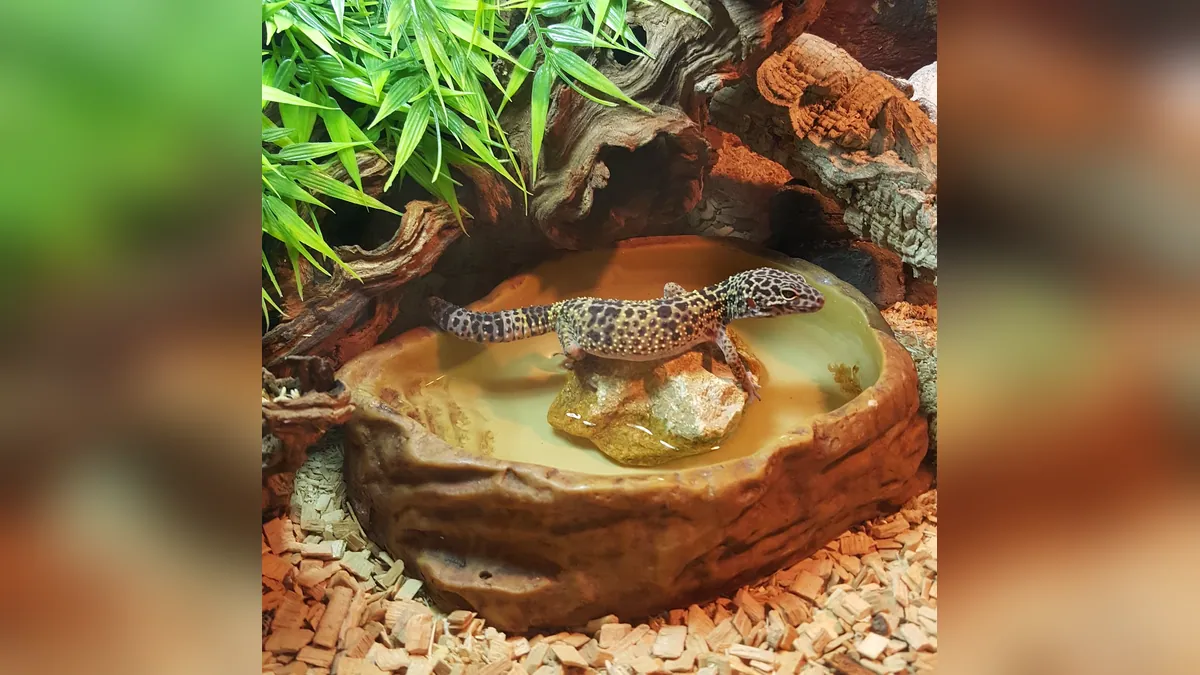 Why Is My Leopard Gecko Wagging Its Tail? Meanings Explained