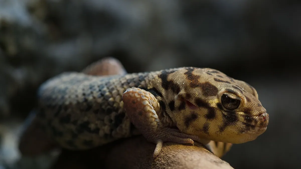 What Do Leopard Geckos Need in Their Tank?
