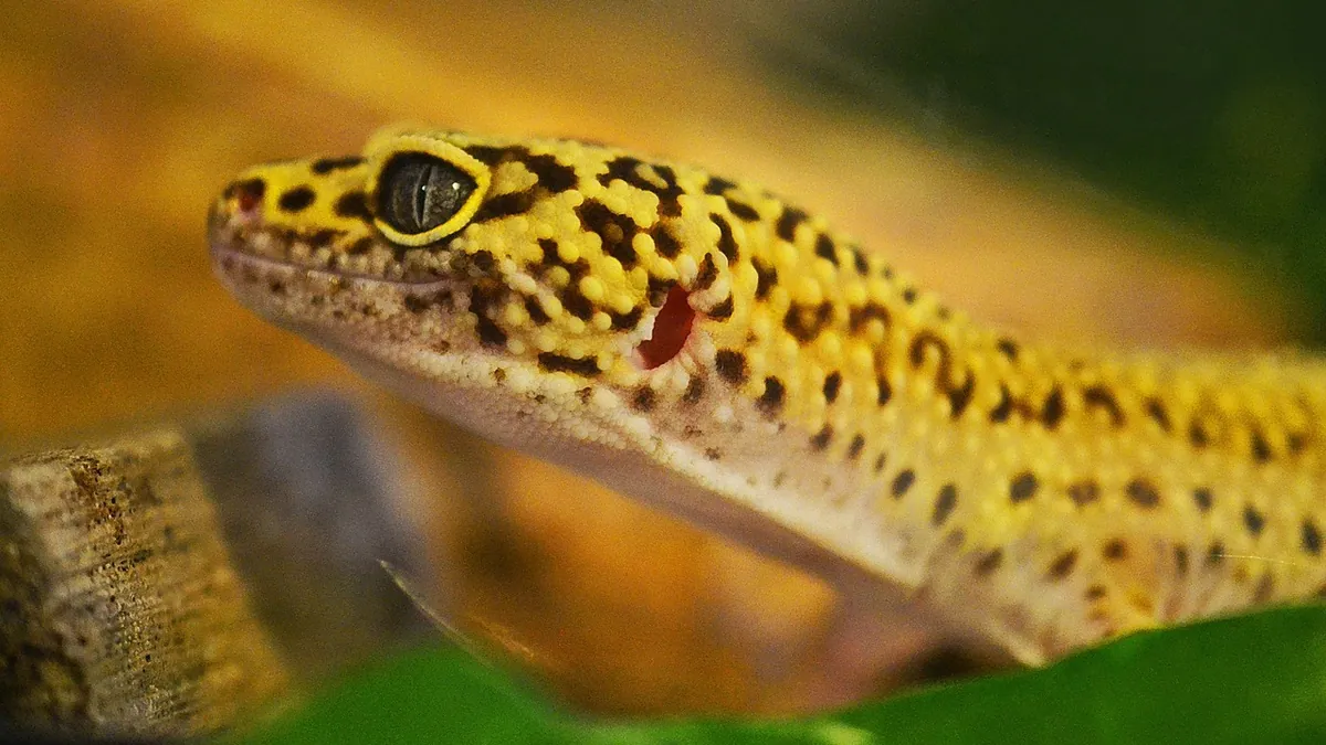 Leopard Geckos in the Wild: Habitat and Diet Facts