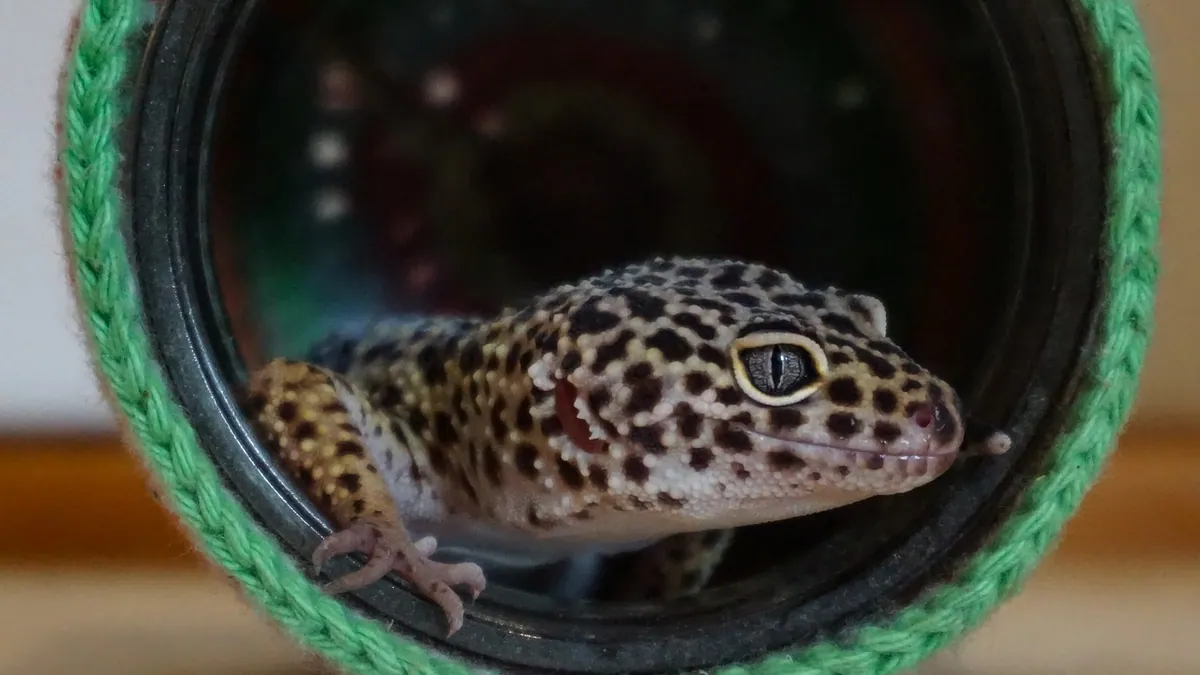 Do Leopard Geckos Carry Salmonella? Owner Safety Guide