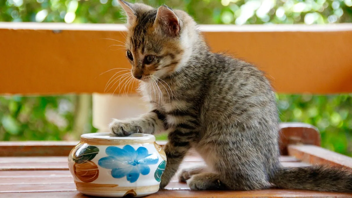 Can I Give My Cat Levothyroxine? Thyroid Meds