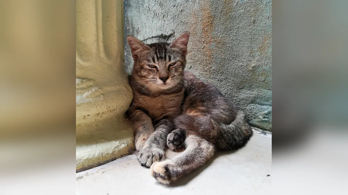 Is Lexapro Toxic to Cats? Escitalopram Poisoning