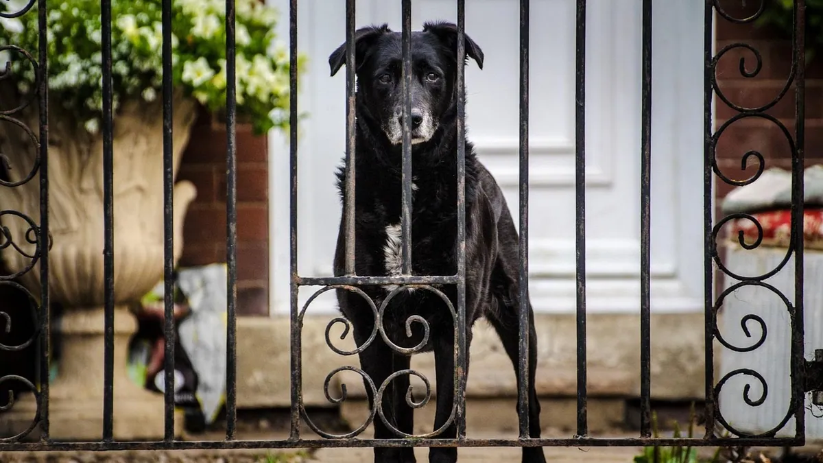 Librela for Dogs With Kidney Disease: Safe or Not?