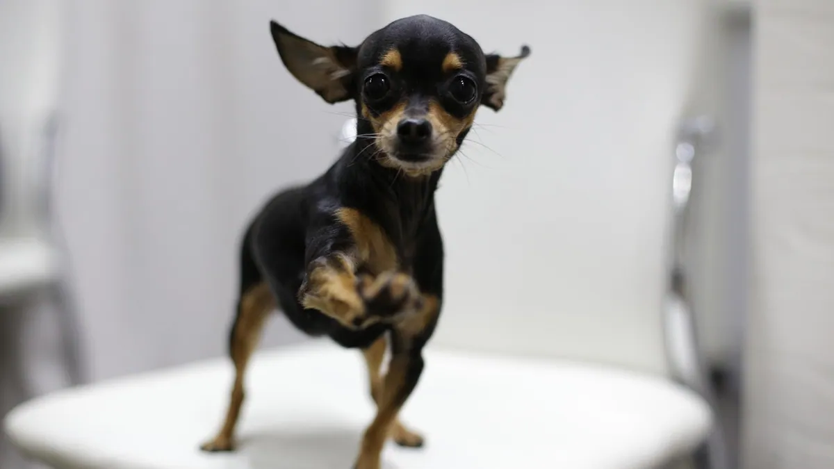 Librela for Small Dogs Under 11 lbs: Dosing and Safety