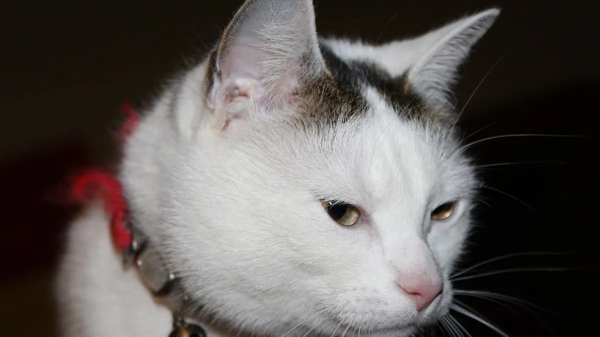 Is There a Librela for Cats? Arthritis Options Explained