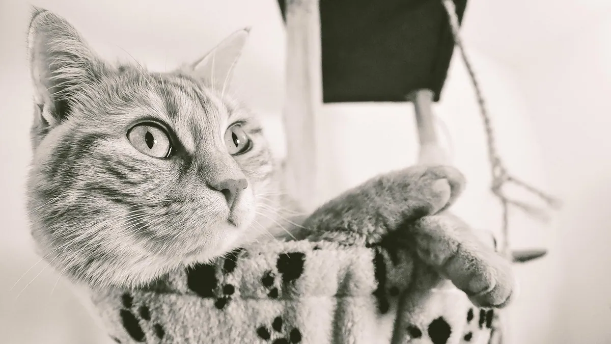 Librela vs Solensia for Cats: Which Arthritis Shot Works?
