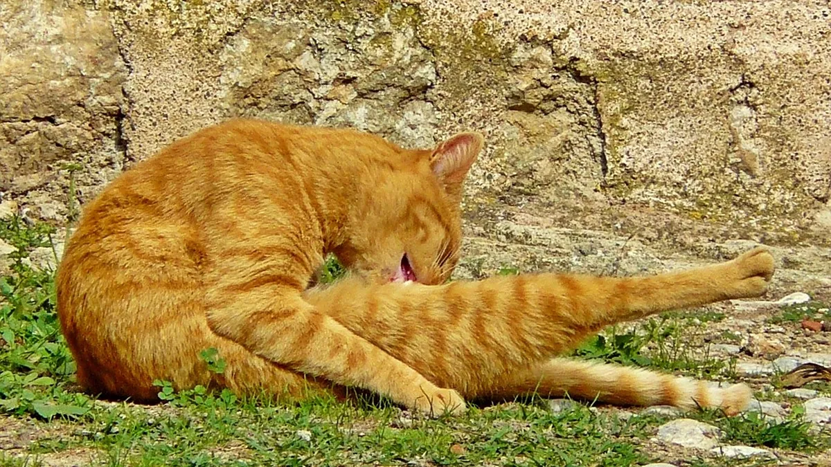 Lick Granuloma in Cats: Why Cats Over-Groom One Spot
