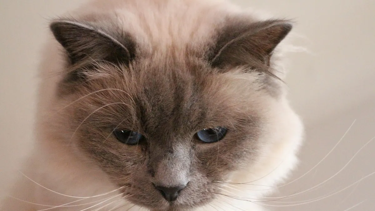 Is Lidocaine Safe for Cats? Toxicity and Alternatives