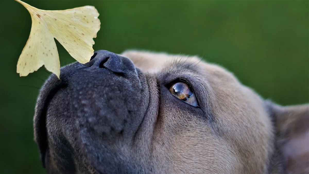 Are Lilies Toxic to Dogs? Day, Tiger, and Easter Lilies
