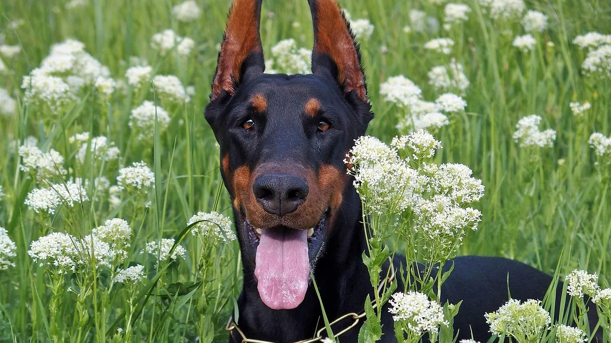 Is Lily of the Valley Poisonous to Dogs? Signs to Know