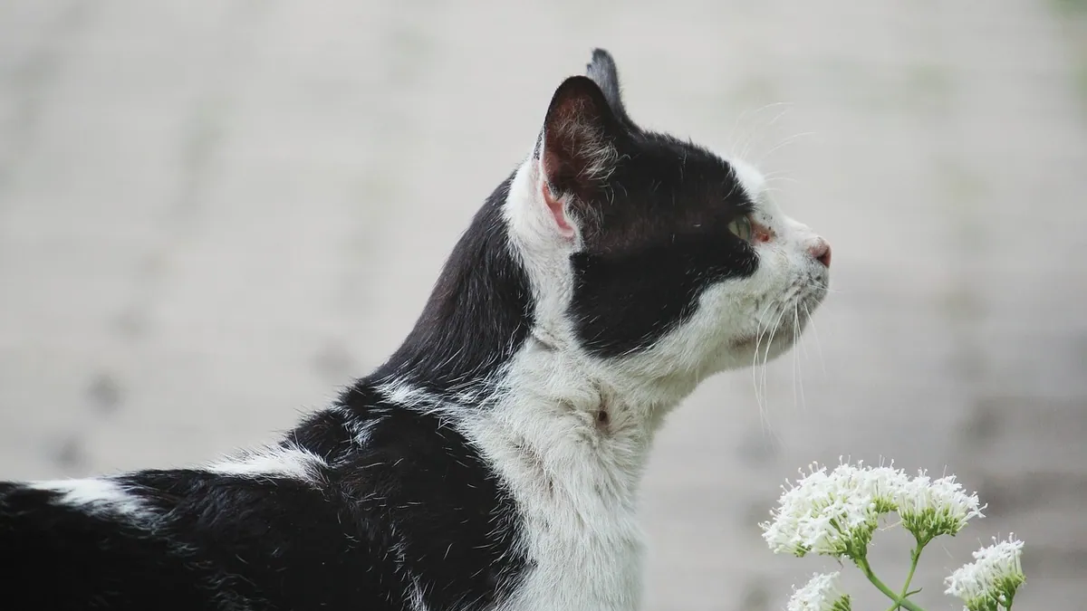 Is Lily of the Valley Poisonous to Cats? Scent and Plant