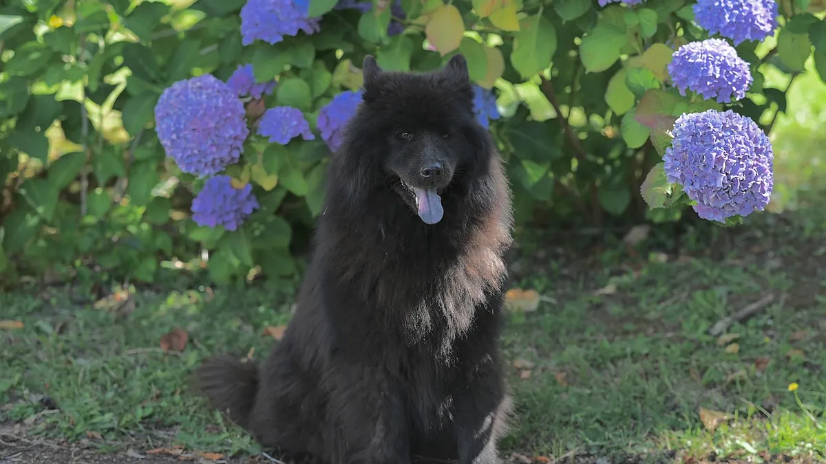 Is Limelight Hydrangea Toxic to Dogs? What to Know