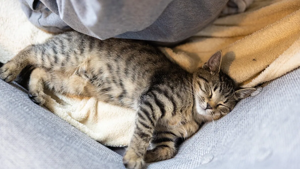 Lipoma in Cats: Symptoms, Causes and Treatment