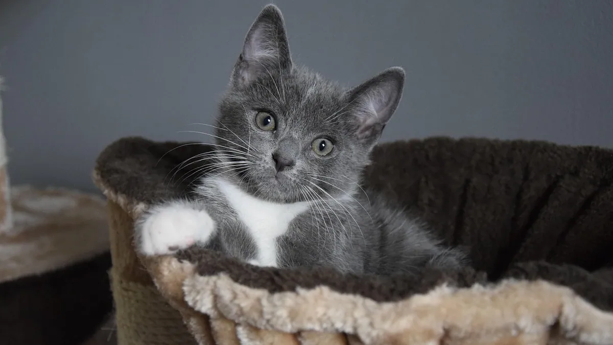 Liquid Cat Poop: Causes of Watery Diarrhea and What to Do