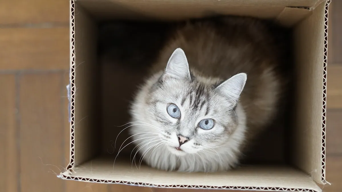Litter Box Training for Kittens and Cats