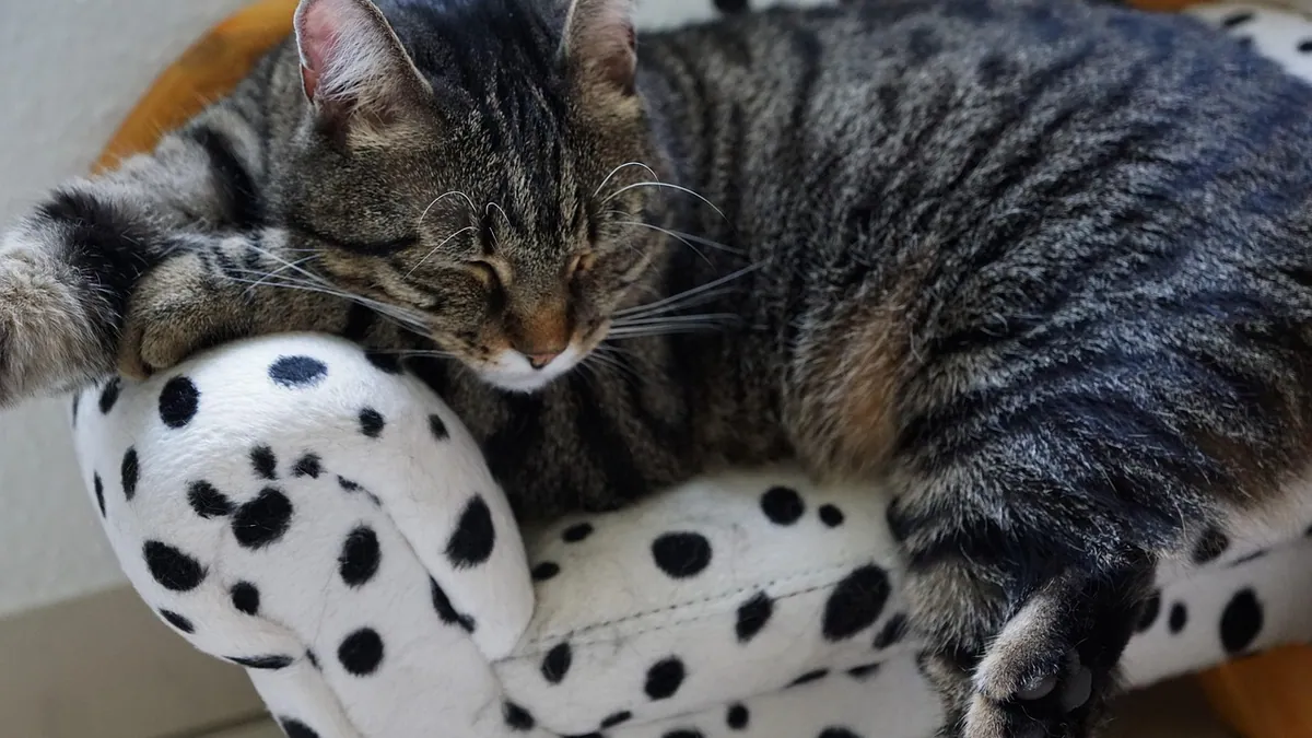 Liver Disease in Cats: Life Expectancy and Prognosis