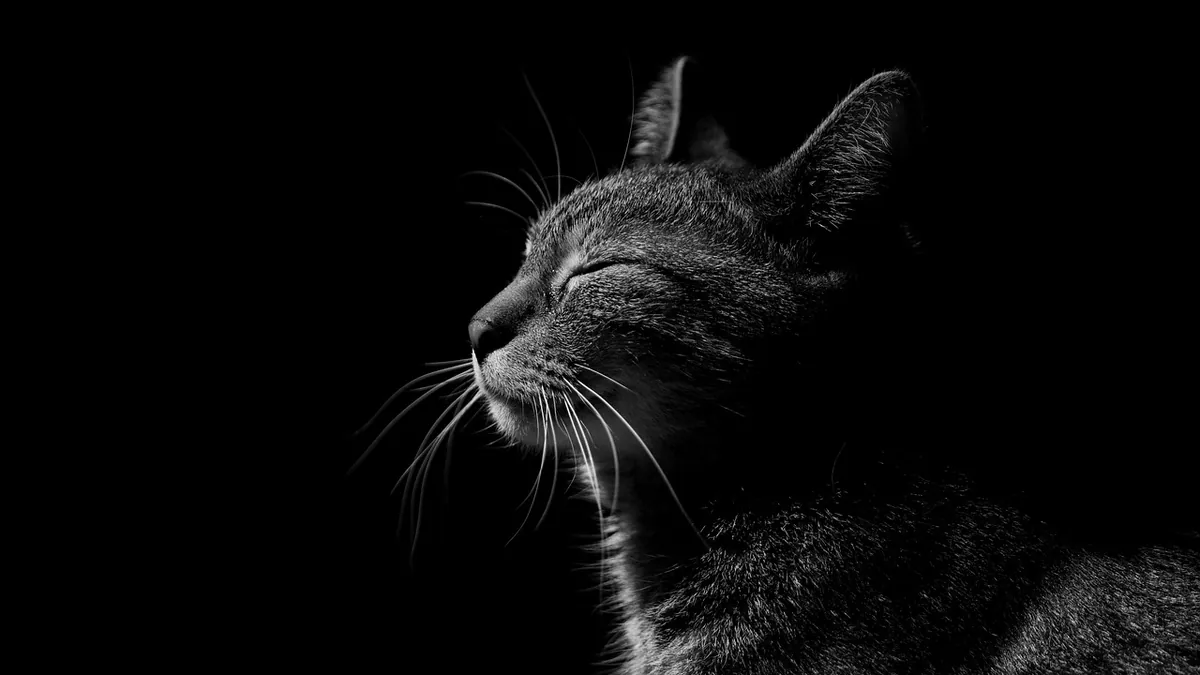Liver Disease in Cats: Treatment and Medications