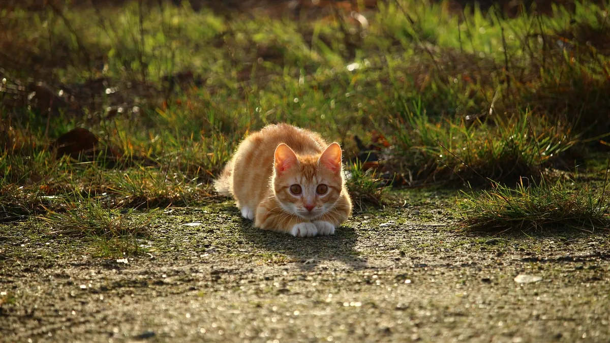 Long-Term Diarrhea in Cats: Causes and Next Steps